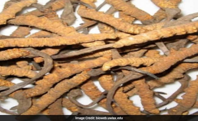 The wild herb has been an important source of income for ethnic Tibetans living in the region.