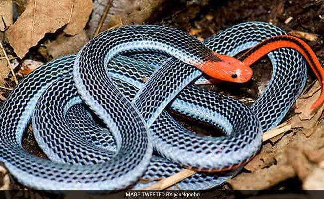 The snake with electric blue stripes and neon-red head and tail grows up to two metres long.