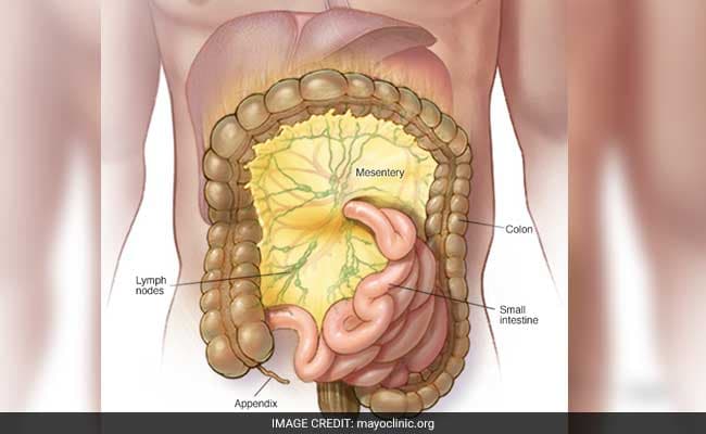 Named as the mesentery, the organ connects the intestine to the abdomen.