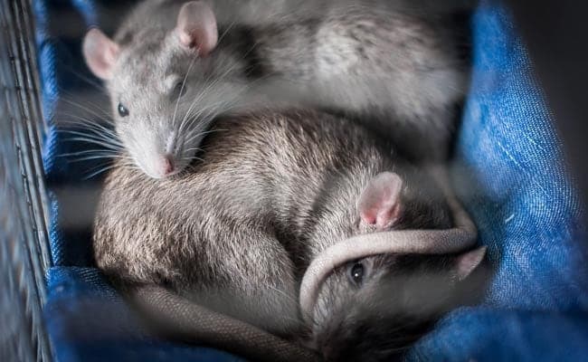 Bubonic Plague: Causes, Symptoms And Mode Of Transmission