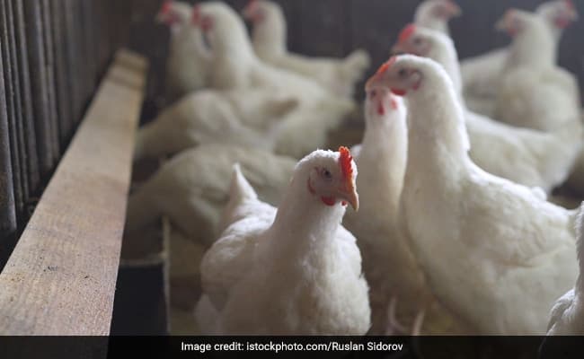 Here's How Bird Flu Can Cause You Severe Health Problems
