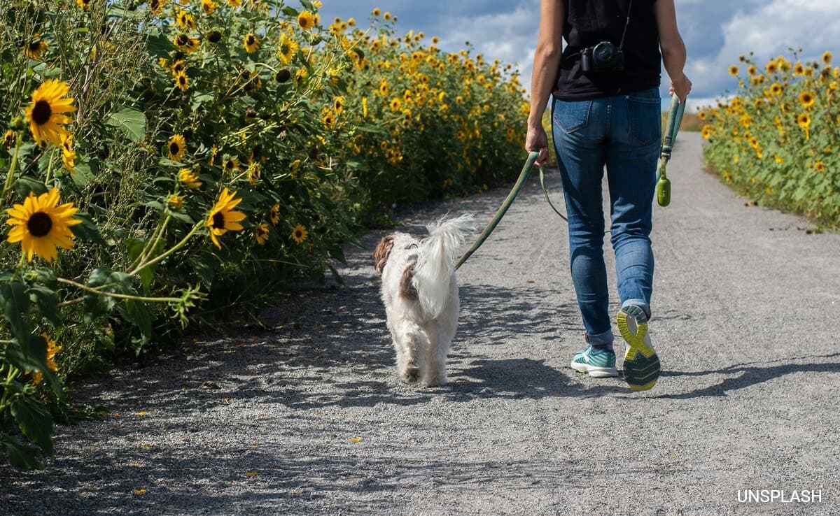 Can Walking Reduce The Risk Of Heart Diseases?