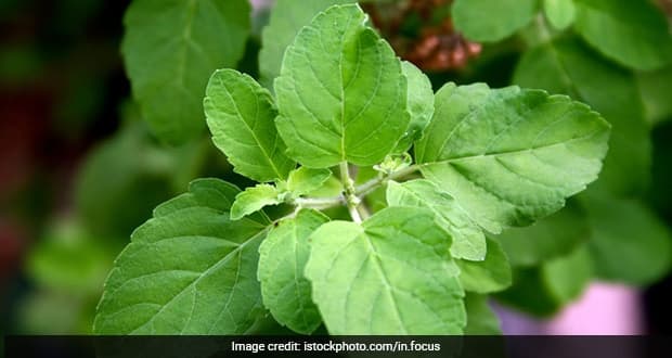 10 Health Benefits Of Having Basil Water First Thing In The Morning