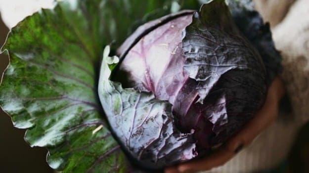 Winter Diet: Red cabbage has a higher nutritional profile than green cabbage