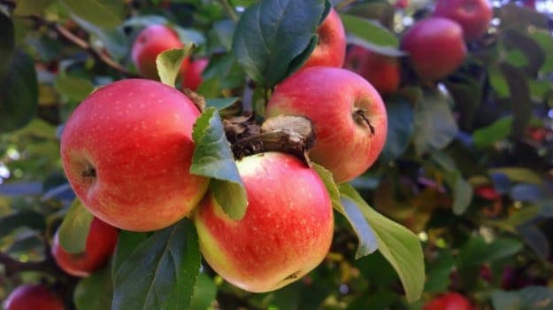 Eating apples is also a good way of consuming your daily dose of recommended fibre
