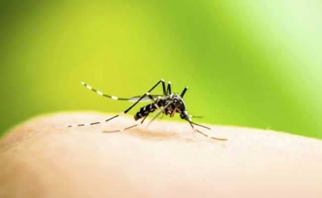 Dengue can lead to symptoms like fever, muscle pain, joint pain and pain behind the eyes