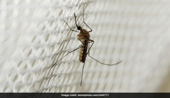 The Anopheles Gambiae mosquito is a major vector for the transmission of malaria in Africa