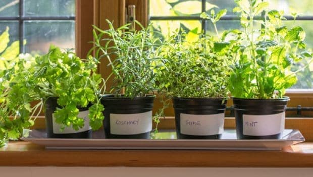 Medicinal herbs can be grown at home and used to fight different health issues
