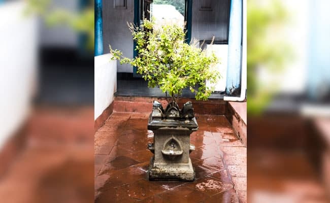 Tulsi is known for its medicinal properties