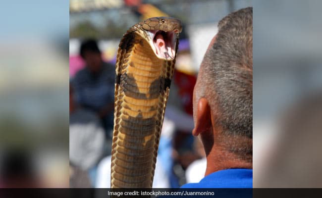Fear of snakes and spiders is deep-seated in us