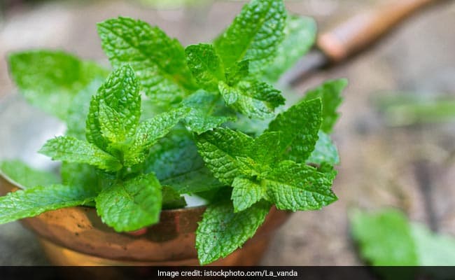 Benefits of mint leaves include treating cold and improving brain function