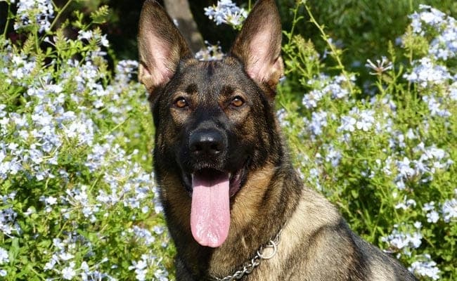 Men with an anxious disposition are more likely to be bitten by a dog