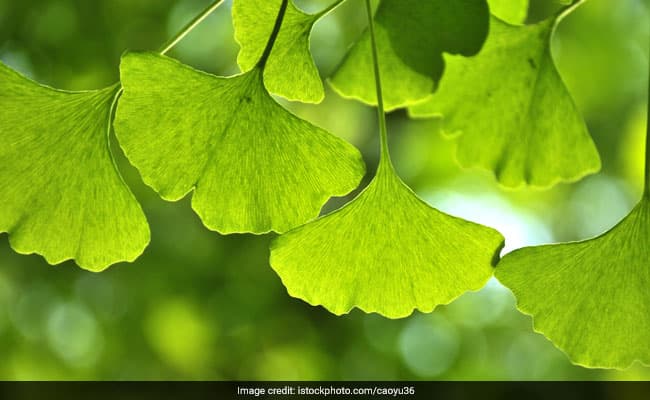 Ginkgo biloba is a plantation which can live for up to 1000 years