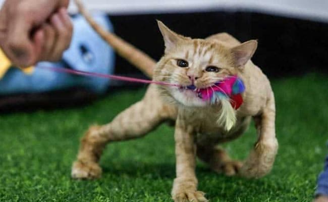 International Cat's Day was first celebrated in 2002