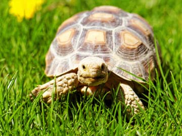 275 Tortoises Seized From Train in Bihar 275 Tortoises Seized From Train in Bihar