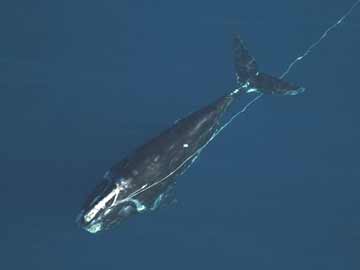 entangled_whale_1_AP_360x270_25.jpg