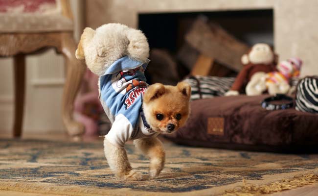 650x400_dog walks on 2.jpg