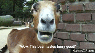 Chewing Goat.gif