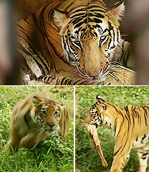 Tigerstorygrid216.jpg