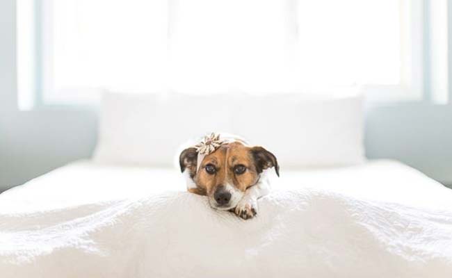 dog-photo-shoot (5).JPG