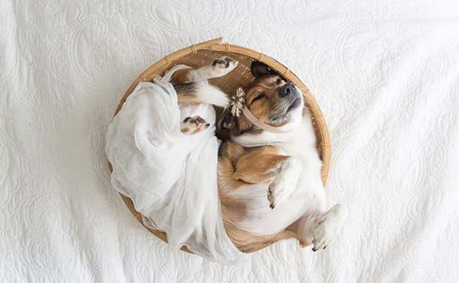 dog-photo-shoot (7).jpg