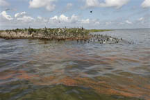 gulfoilspill216.jpg