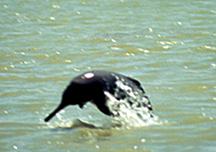Dolphinschilika.jpg