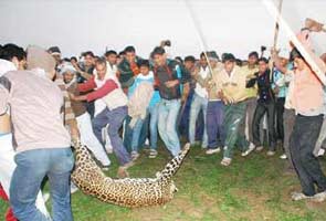 Leopard_deaths_295.jpg