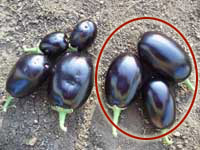 btbrinjal11.jpg