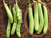 btbrinjal22.jpg
