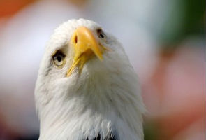 Eagle webcam becomes Internet sensation