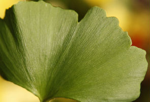 Scientists create world's first artificial leaf