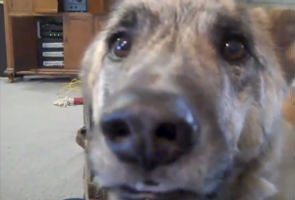 Youtube talking dog top most watched