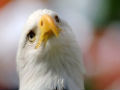 Eagle webcam becomes Internet sensation
