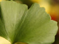 Scientists create world's first artificial leaf