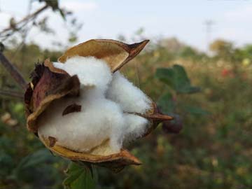 Cotton_plant_360.jpg