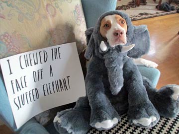 Pets_Dog_Shame2_AP_360x270.jpg