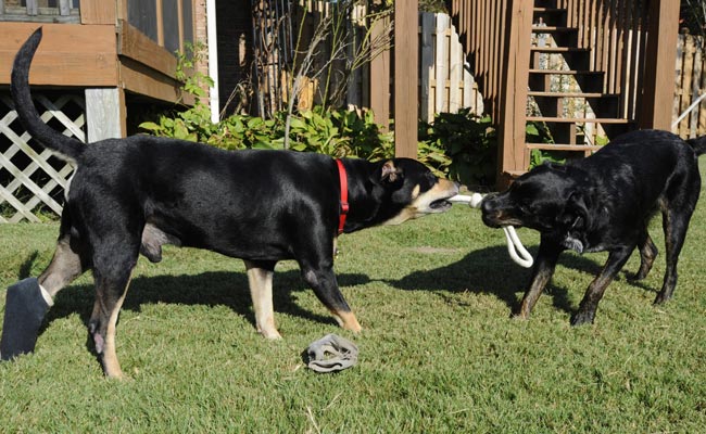 lazarus-650_bigstry (2).jpg