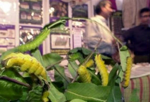 Silk protein boosts E-book efficiency: Scientists Silk protein boosts E-book efficiency: Scientists